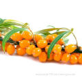 Sea buckthorn extract